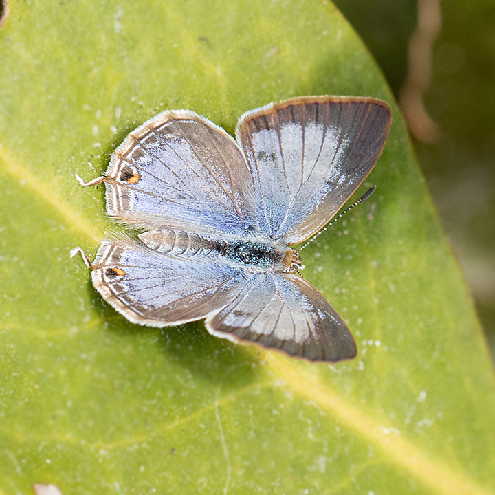 Speckled Line-blue (Catopyrops florinda)